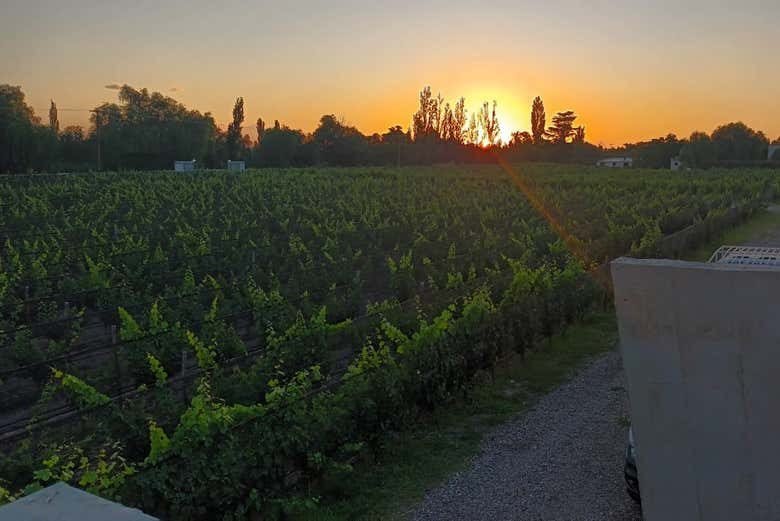 Atardecer entre fincas en San Rafael, Mendoza