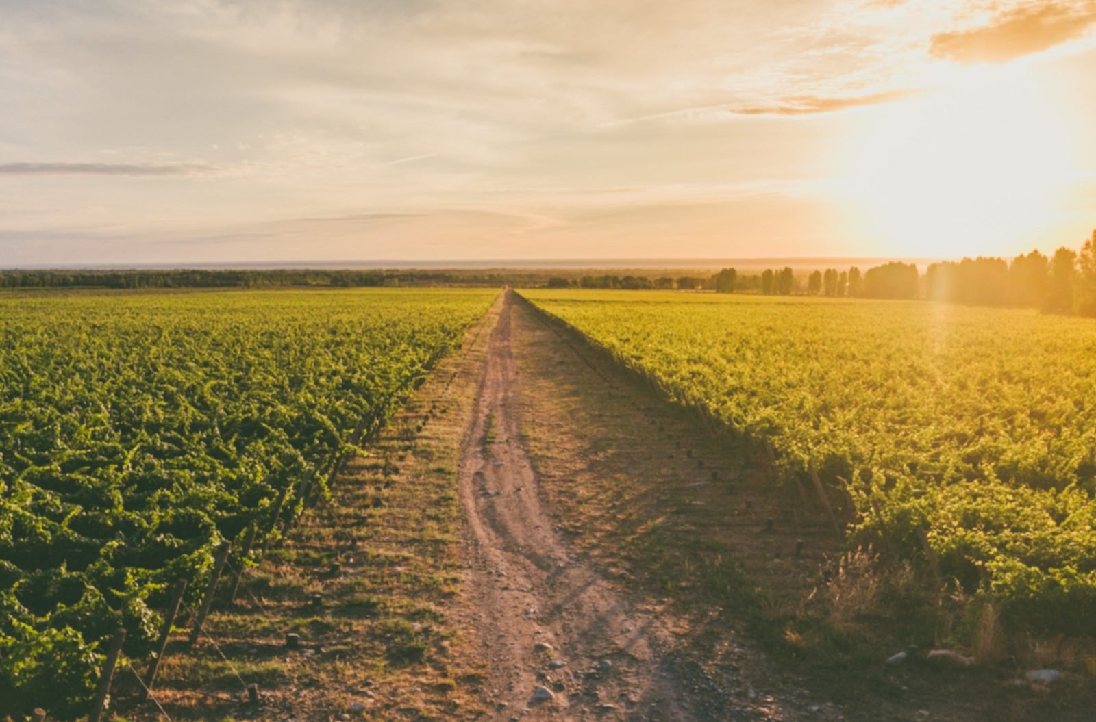 Viñedos y fincas de San Rafael, Mendoza
