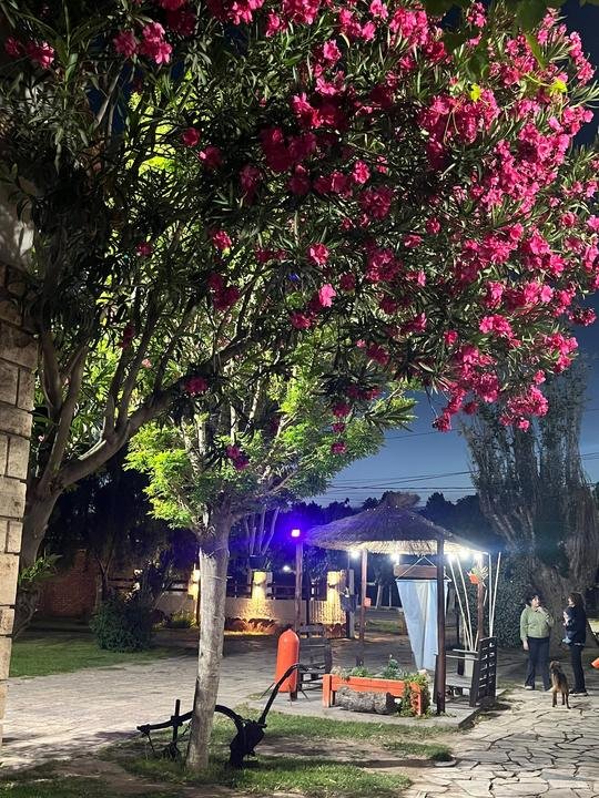 Árbol de flores rosadas iluminado de noche junto al quincho del complejo